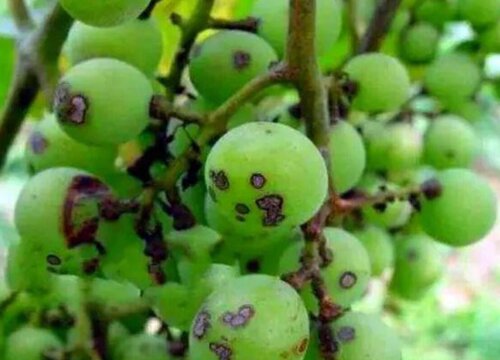 葡萄树的病虫害防治方法与技术