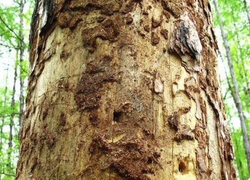 松树病虫害防治技术与方法措施