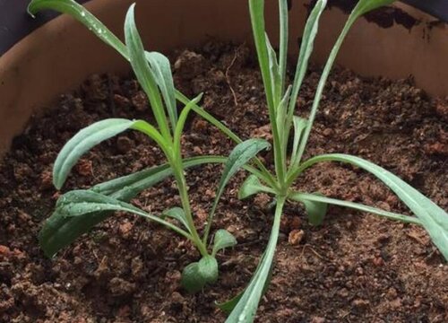 车矢菊属于菊科矢车菊属的植物,一般在种植以后大概5天的时间就可以长