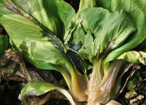 小白菜病虫害防治方法与技术措施
