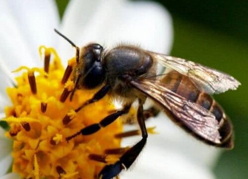 中华蜜蜂病虫害防治技术与方法