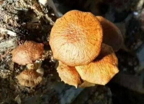 滑子菇的生长周期是多长时间