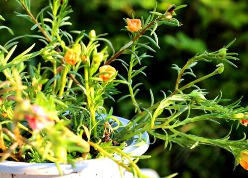 太阳花怎么栽种盆栽太阳花栽培养殖方法 植物说