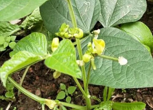 绿豆种植时间和方法