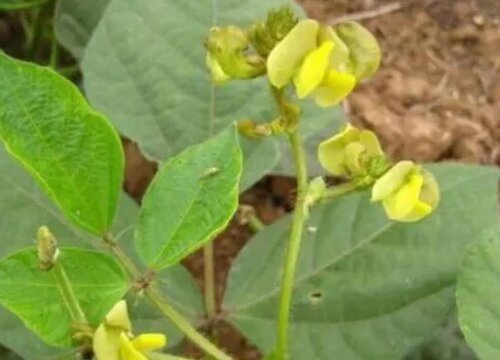 绿豆多久成熟在什么时候成熟 植物说