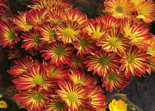 荷兰菊一年开几次花 花期月份与时间