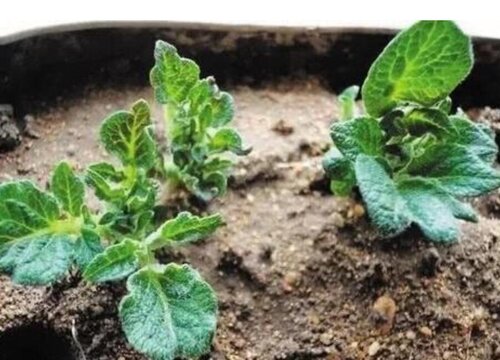 土豆种植条件 对环境及气候要求
