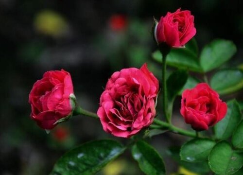 钻石玫瑰一年开几次花 花期多长时间