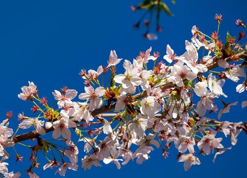 樱花种植条件和区域 生长温度条件
