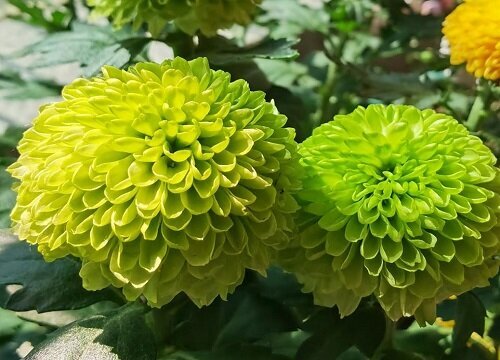 绿菊一年开几次花