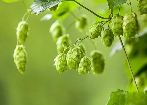 啤酒花种植条件 适合种植地区的气候