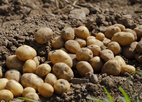 马铃薯种植条件 适合的自然气候条件