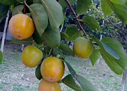 柿子树的种植条件 适合的生长条件