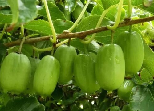 软枣猕猴桃种植条件 生长环境要求