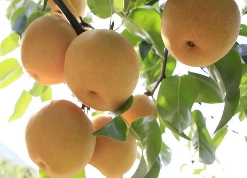 圆黄梨种植条件 适合在什么地方种植