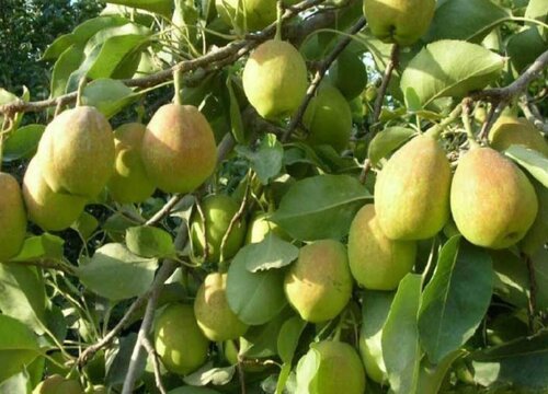 库尔勒香梨种植条件
