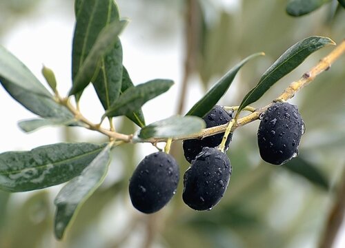 油橄榄树种植条件 种植区域的气候条件
