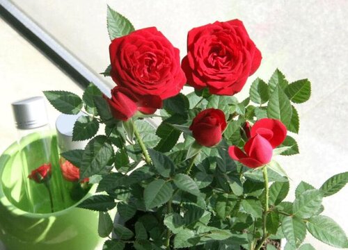 袖珍玫瑰一年开几次花