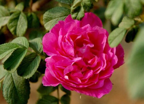 平阴玫瑰一年开几次花