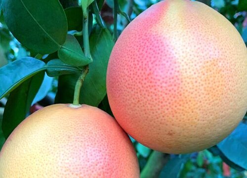 柚子种植条件 种植地区的气候与气温