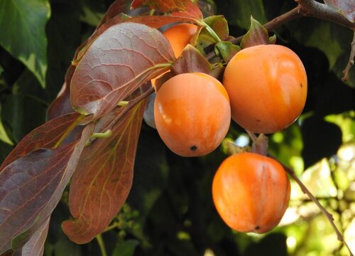 柿子的种植条件 生长环境要求