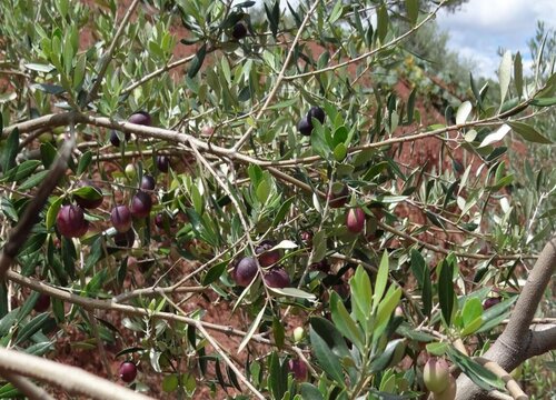 油橄榄的种植条件和区域 自然气候条件