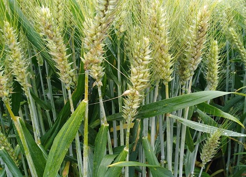 小麦属于什么植物类型