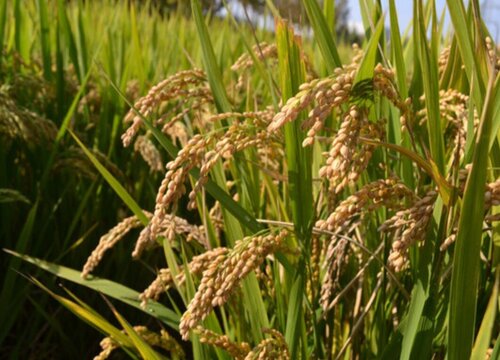 水稻属于什么植物类型