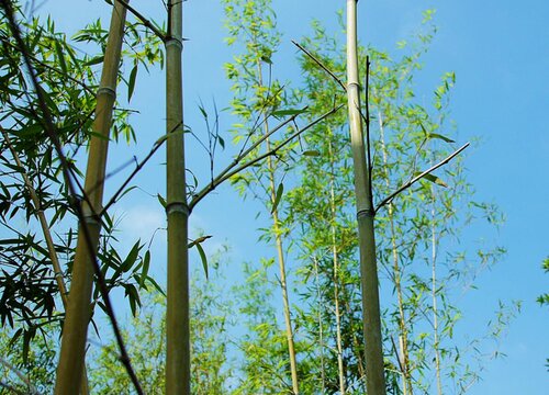 竹子属于什么植物类型