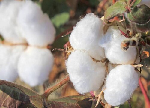 棉花属于什么植物类型