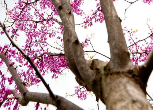 紫荆树一年开几次花