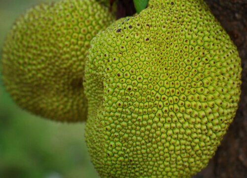 海南菠萝蜜几月份成熟上市