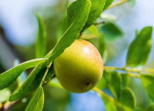 枣树的种植条件 适合种在什么地方