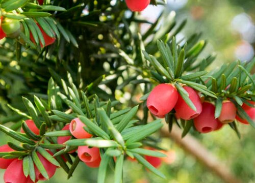 红豆杉属于什么植物类型