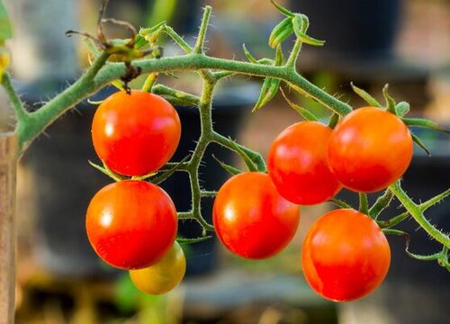 番茄属于什么植物类型