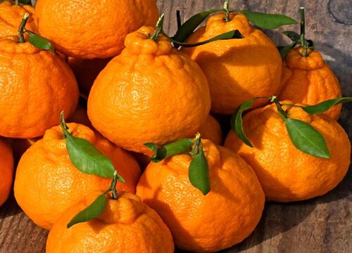 丑橘几月份成熟上市
