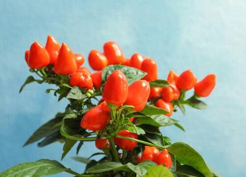 辣椒种植条件 对生长环境与气候的要求