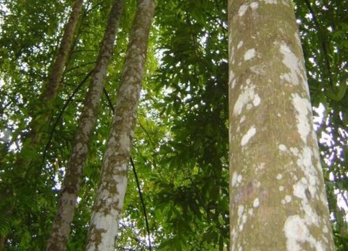 沉香木种植条件 生长环境的气候条件