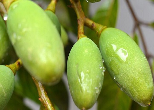橄榄种植条件和气候 对生长环境的要求