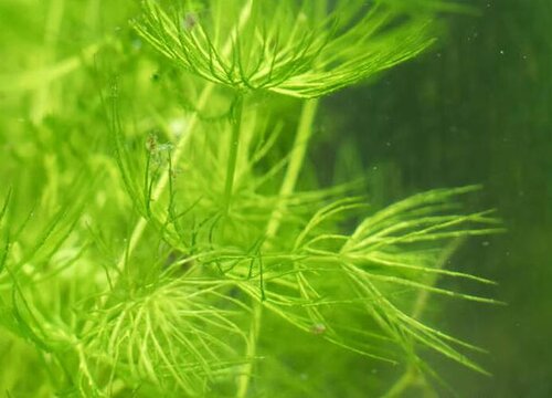 金鱼藻属于什么植物类型