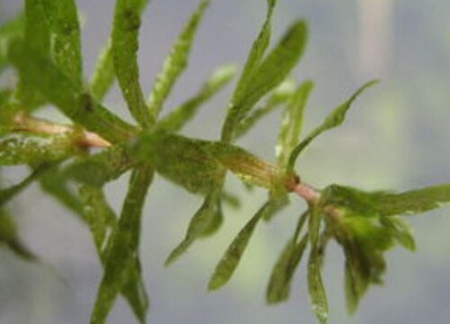 黑藻属于什么植物类型