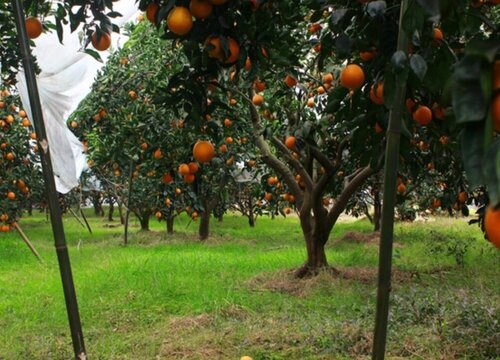 血橙种植条件与温度 种植区域的气候特征