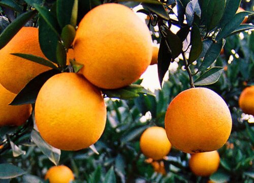 夏橙种植条件 什么地方适合种