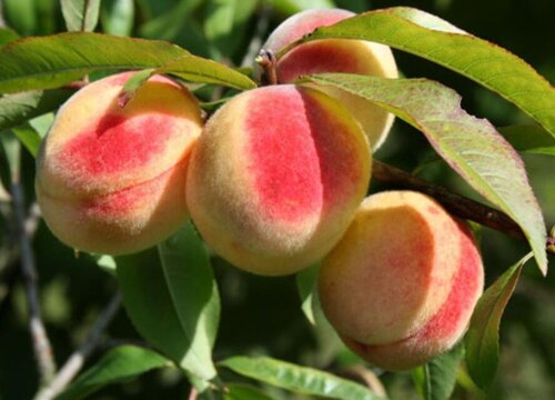 桃树种植条件 适合种在什么地区