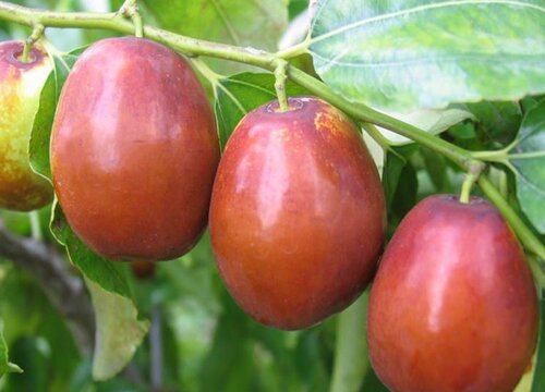 红枣几月份成熟上市