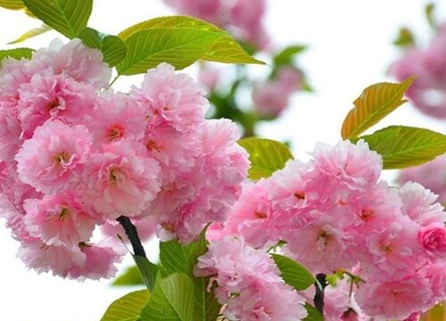 樱花属于什么植物类型