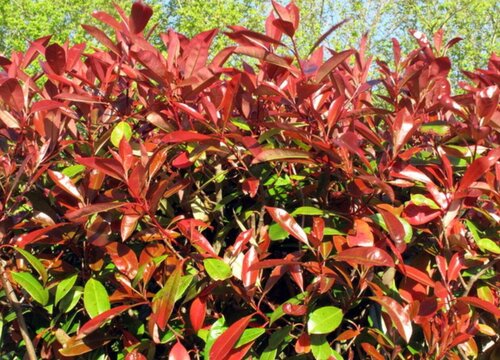 红叶石楠属于什么植物类型