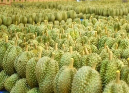 泰国榴莲几月份成熟上市