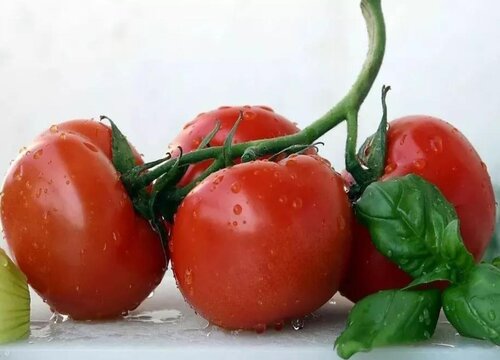 西红柿几月份成熟上市