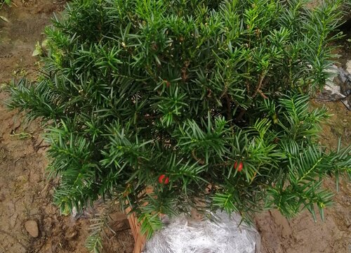 红豆杉树几年结果实